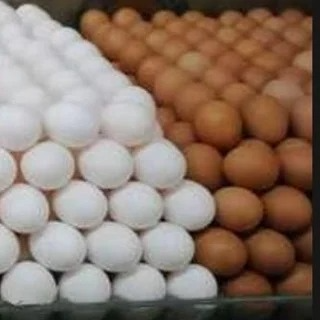 Ovos Fortaleza - logo