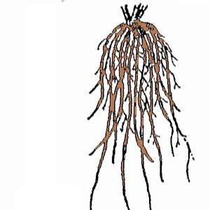 Teste Lanches - logo